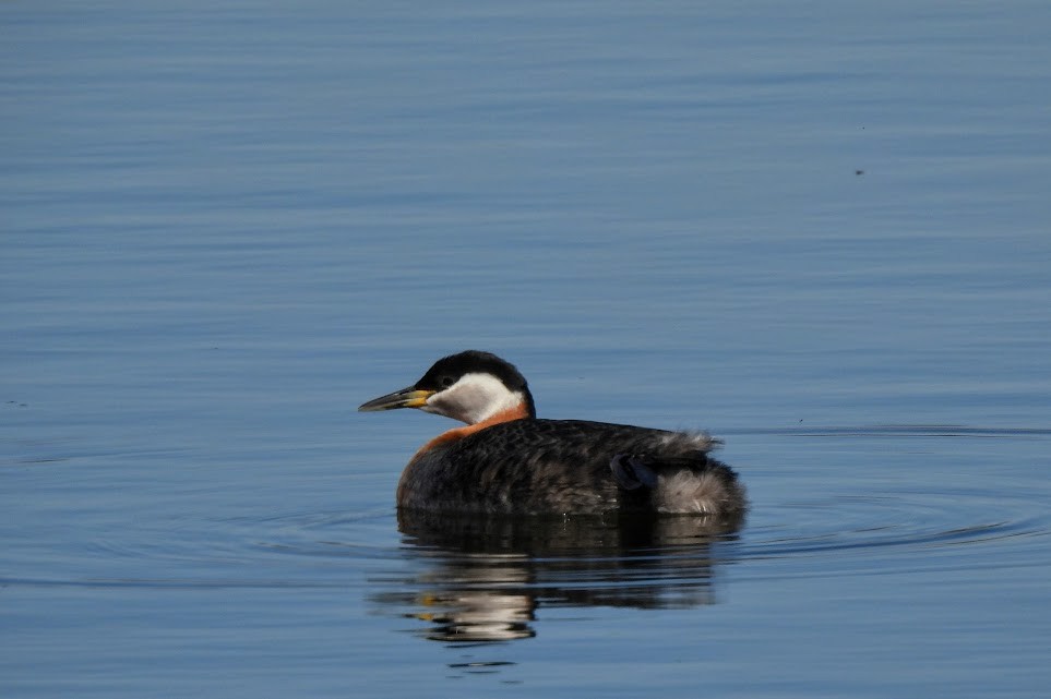 Red-necked Grebe - ML634002004