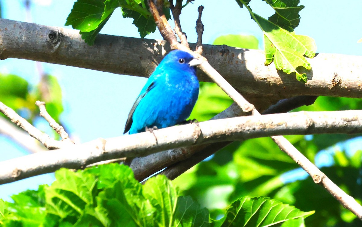 Indigo Bunting - ML634002014