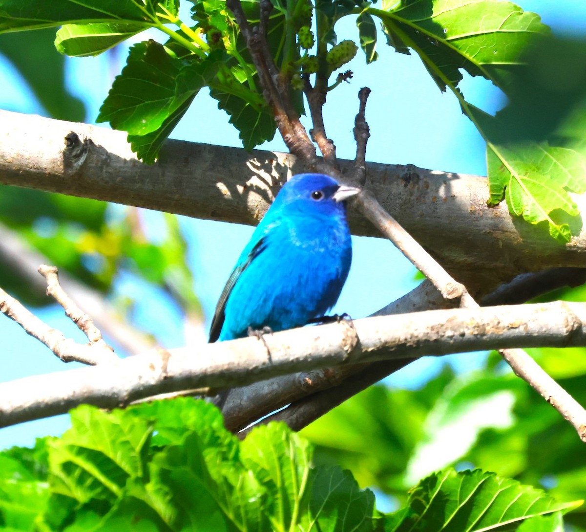 Indigo Bunting - ML634002027