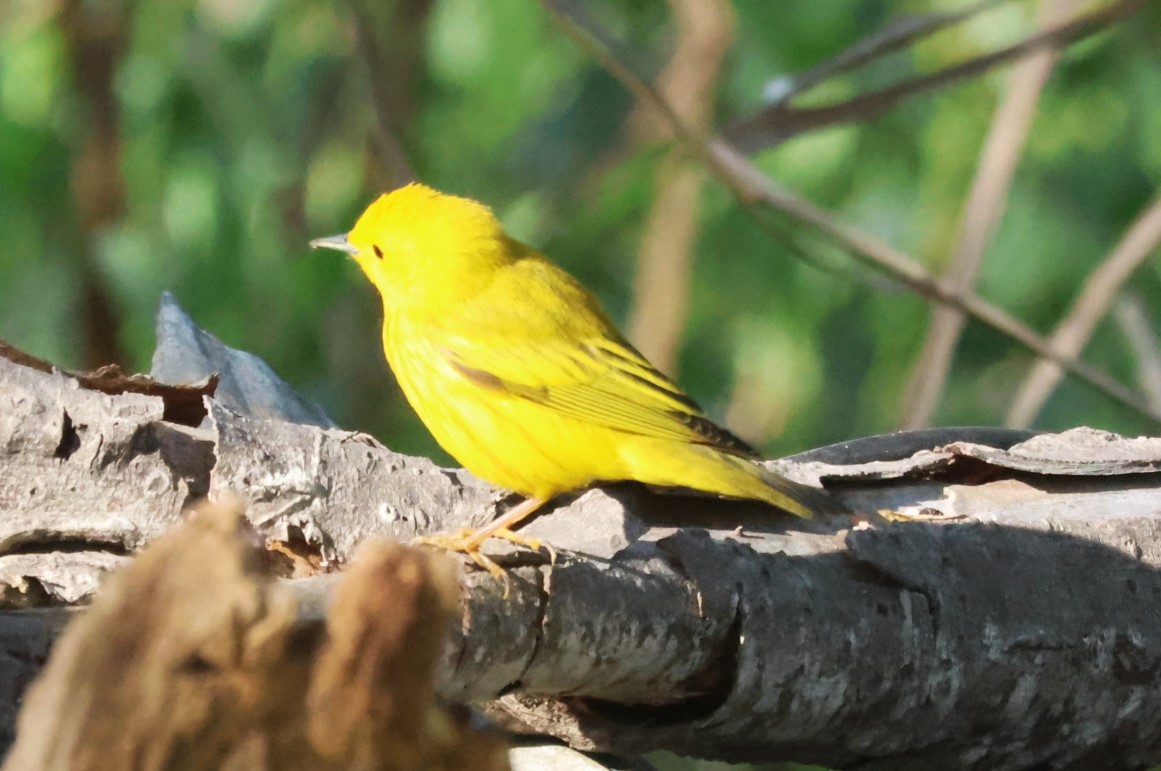 Yellow Warbler - ML634002034