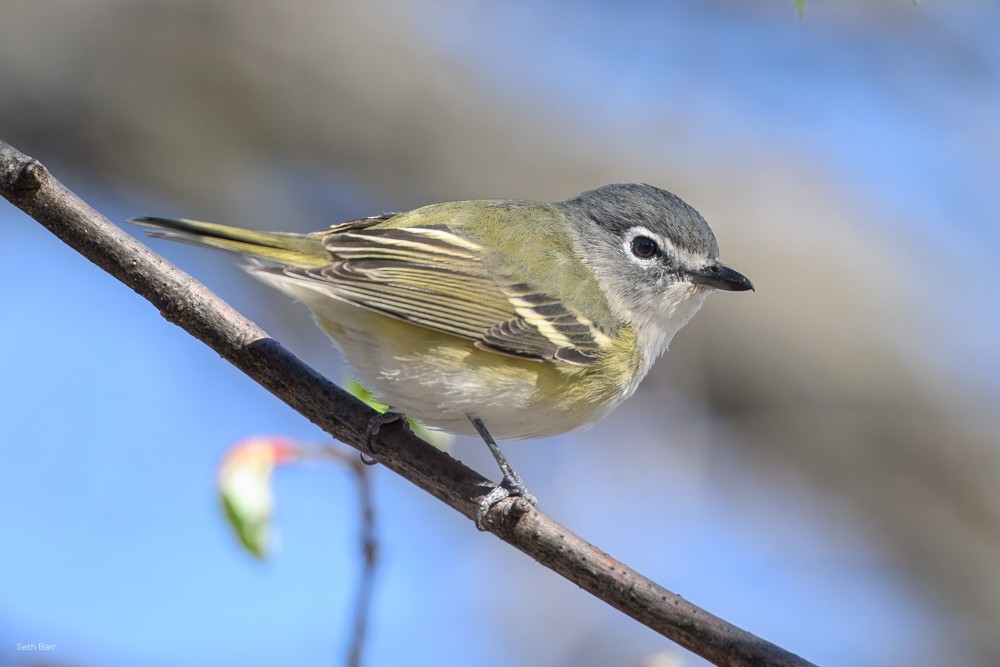 Blue-headed Vireo - ML634002060