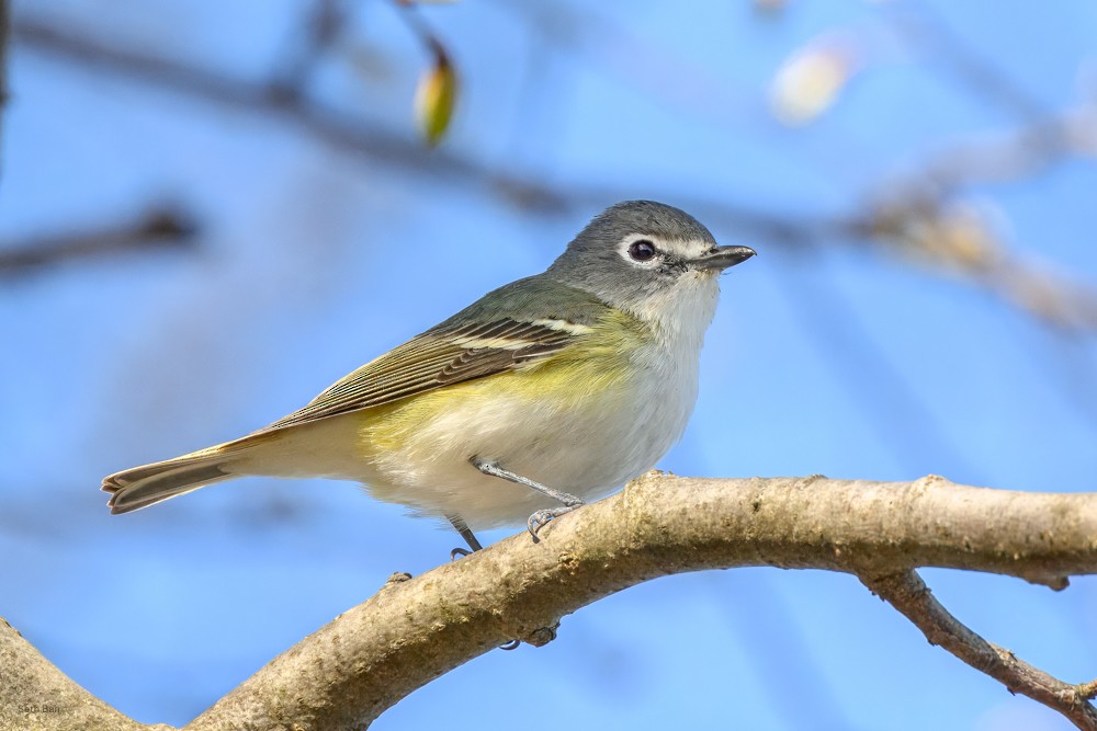 Blue-headed Vireo - ML634002061