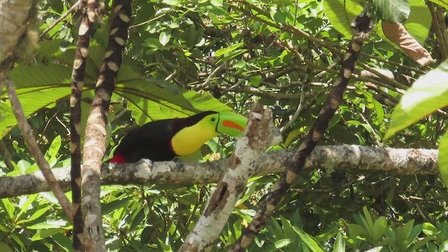 Keel-billed Toucan - ML634002065