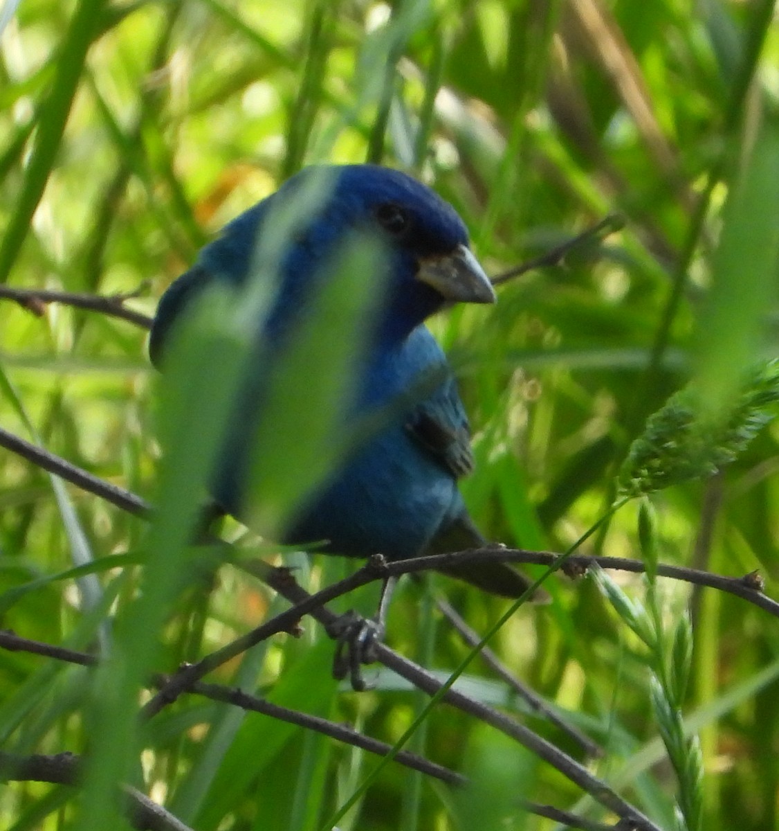 Indigo Bunting - ML634002090