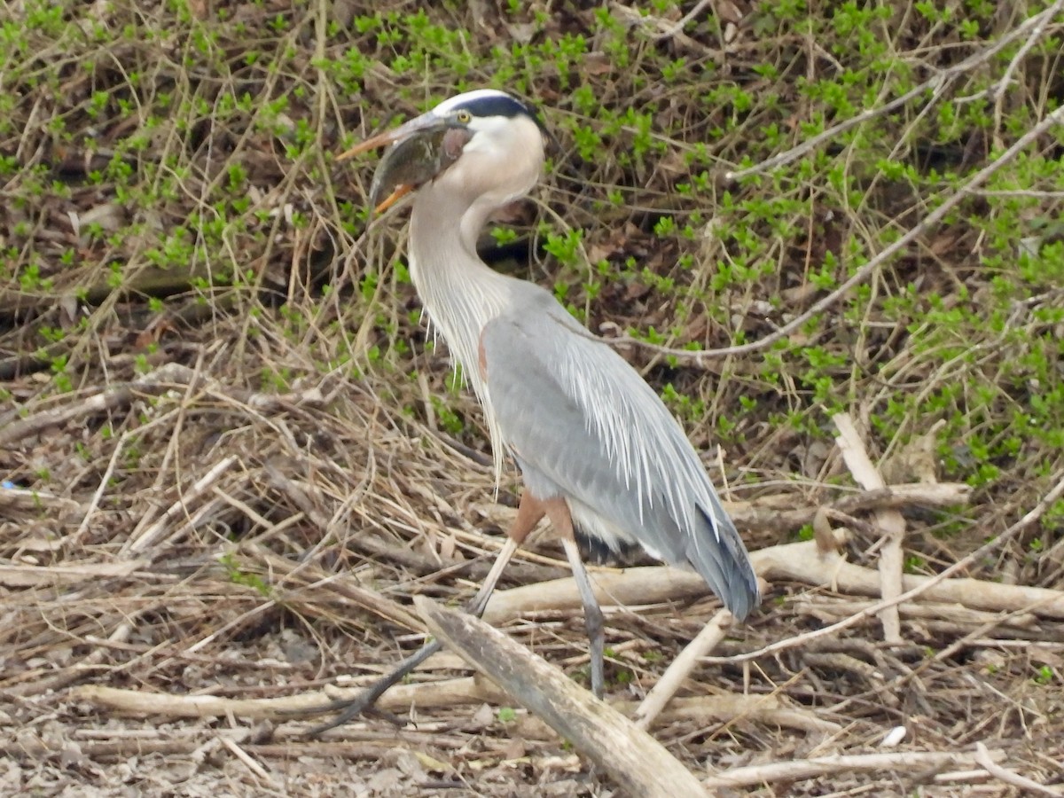 Great Blue Heron - ML634002139