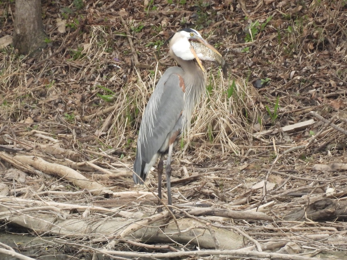 Great Blue Heron - ML634002142