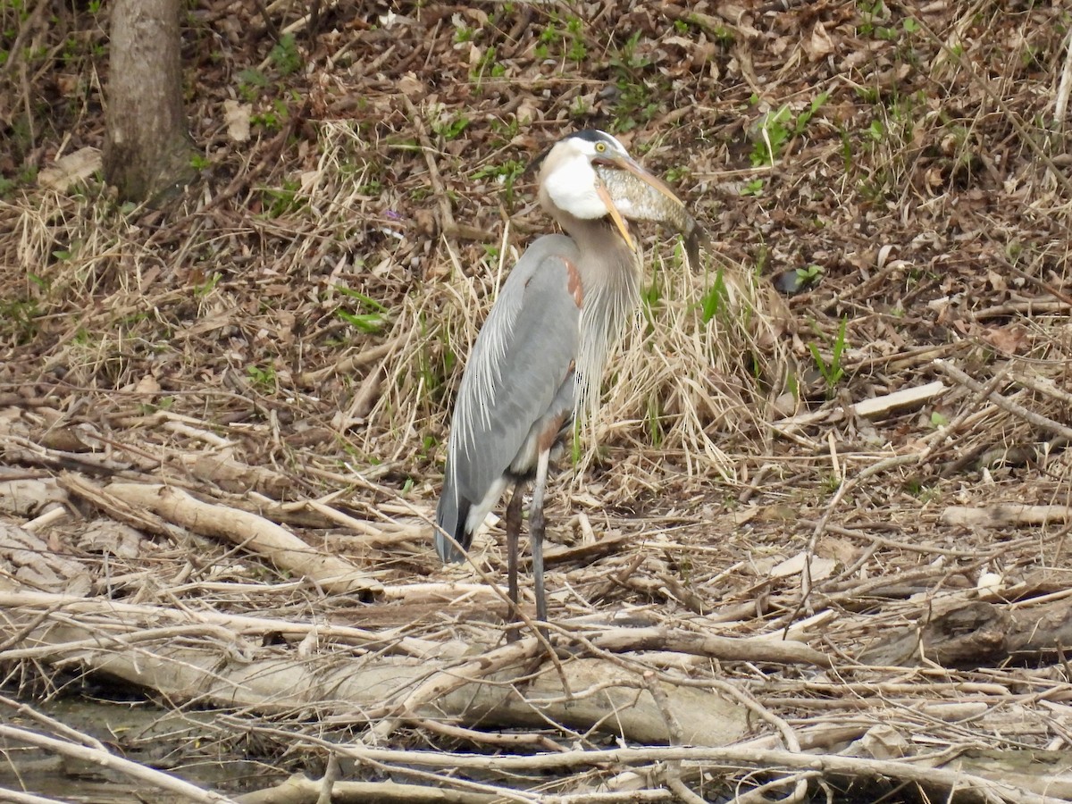 Great Blue Heron - ML634002143