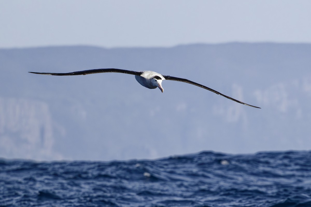 Antipodean Albatross (New Zealand) - ML634002233