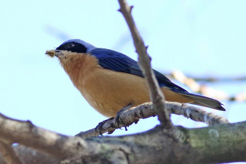 Fawn-breasted Tanager - ML63400241