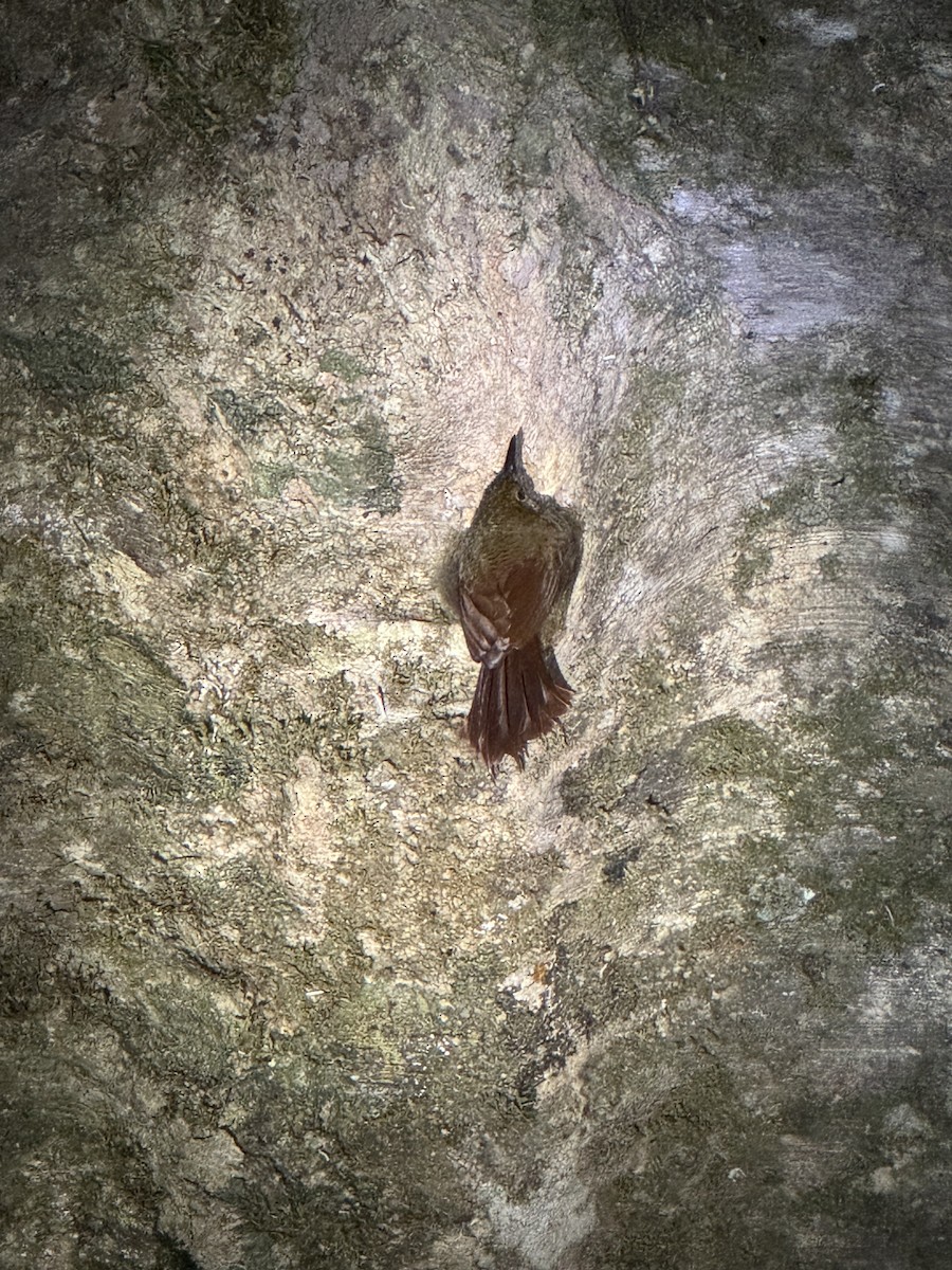 Spotted Woodcreeper - ML634002435