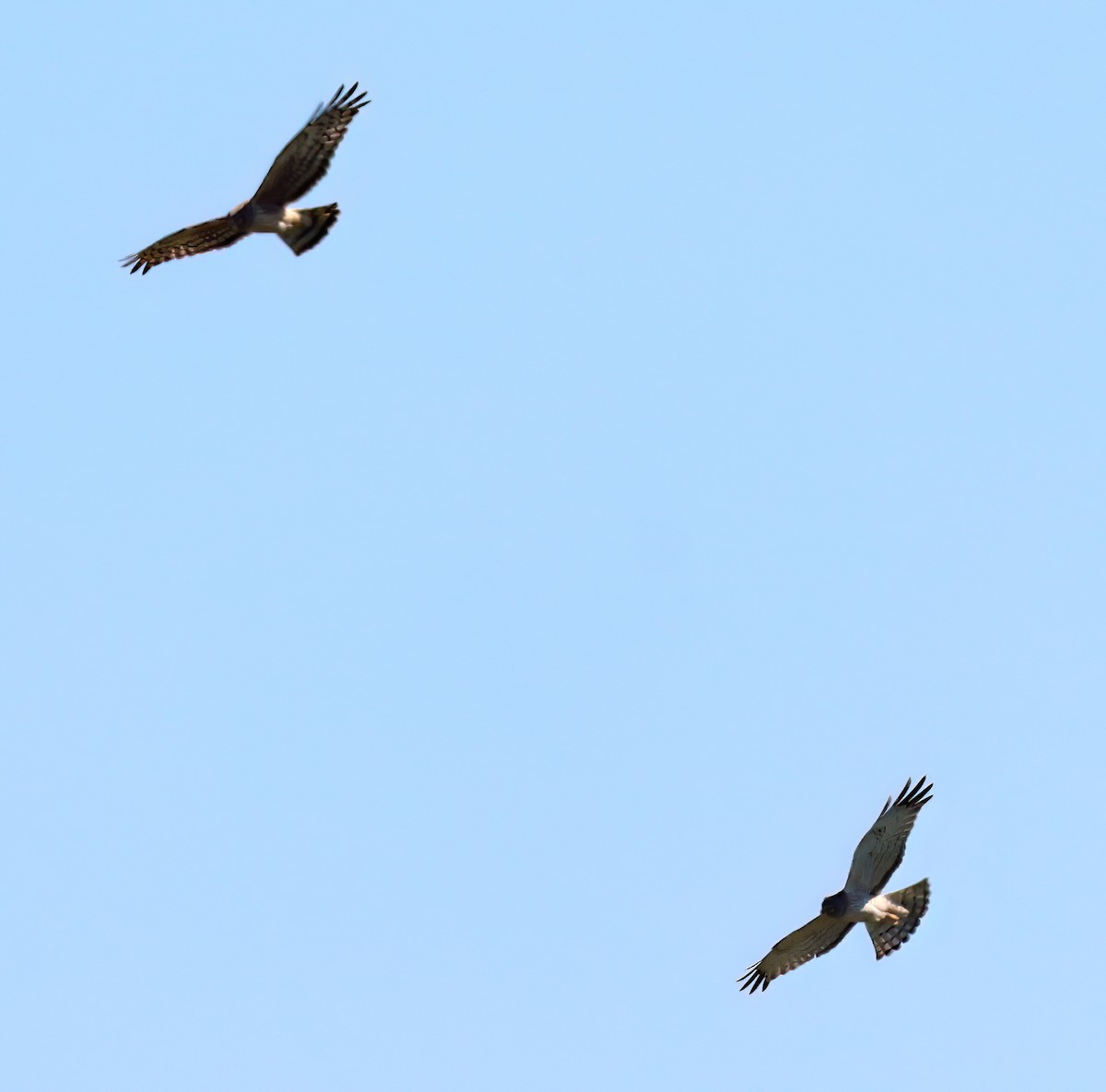 Northern Harrier - ML634002535