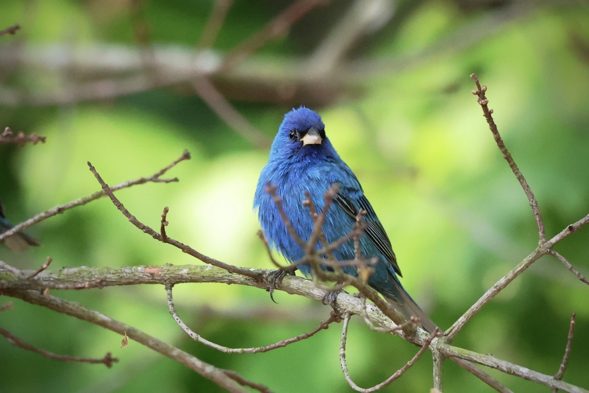 Indigo Bunting - ML634002640