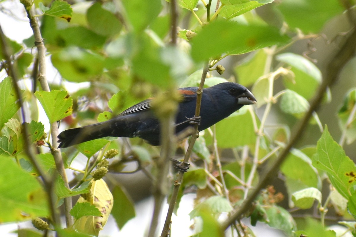 Blue Grosbeak - ML634002673