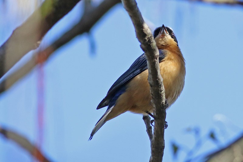 Fawn-breasted Tanager - ML63400271