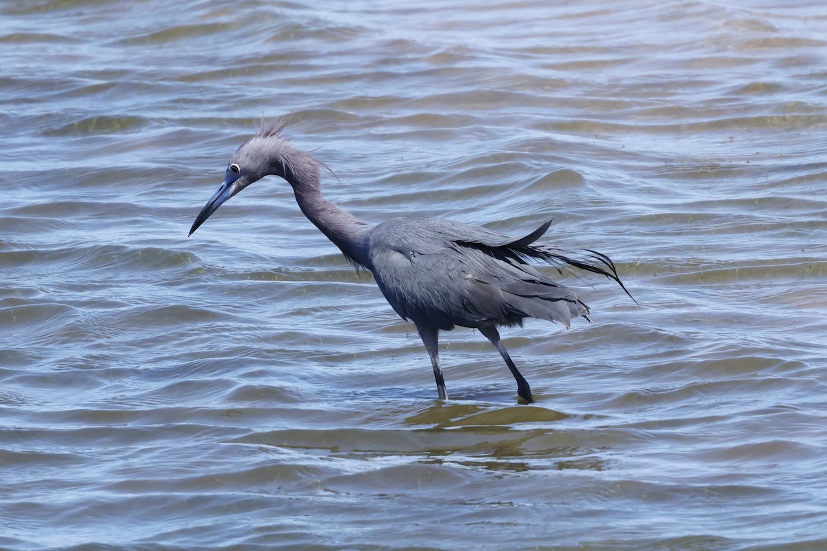 Little Blue Heron - ML634002710