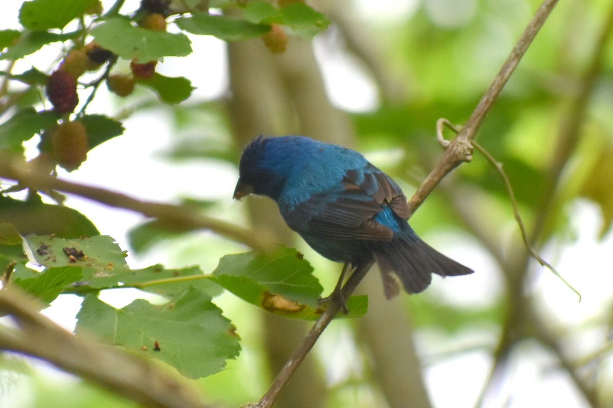 Indigo Bunting - ML634002727