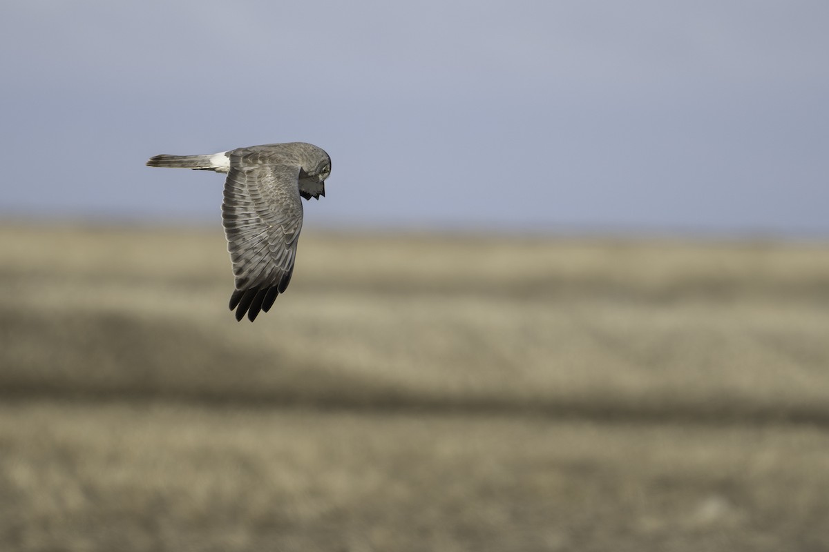 Northern Harrier - ML634002855