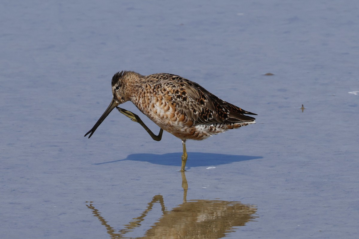 Short-billed Dowitcher - ML634002875