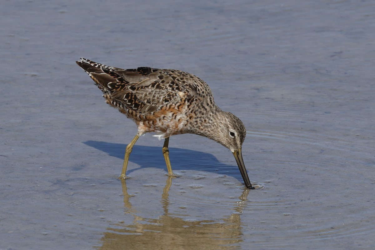 Short-billed Dowitcher - ML634002876