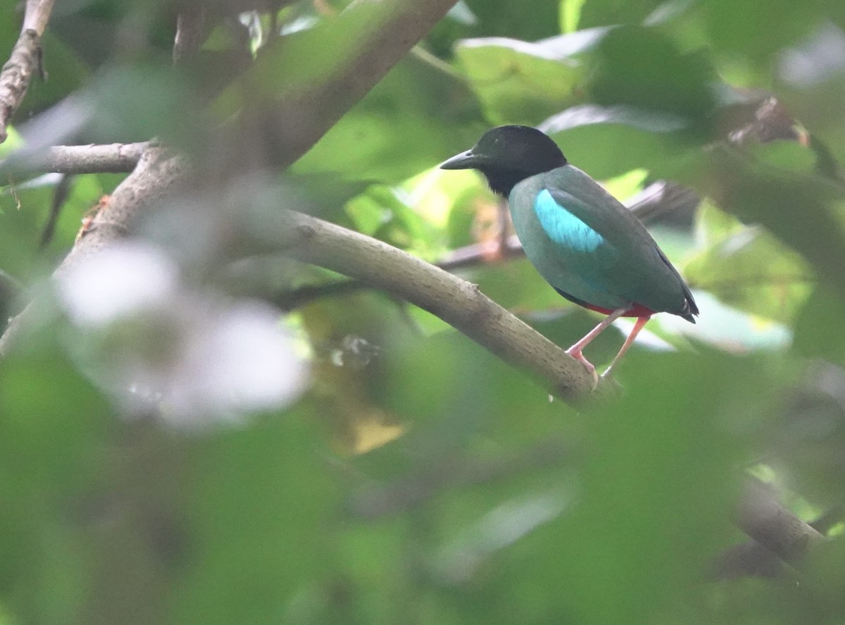 Western Hooded Pitta (Philippine) - ML634002962