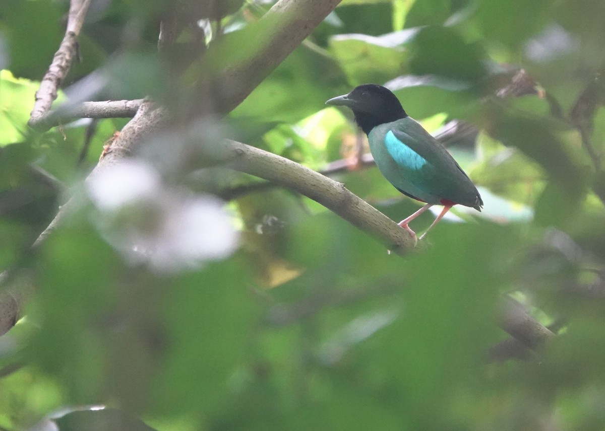 Western Hooded Pitta (Philippine) - ML634002963