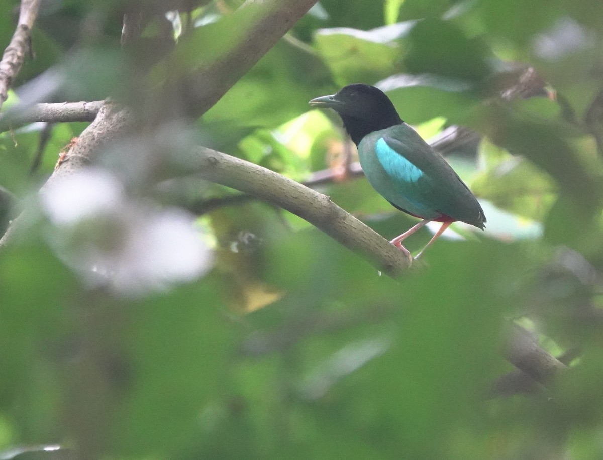 Western Hooded Pitta (Philippine) - ML634002964