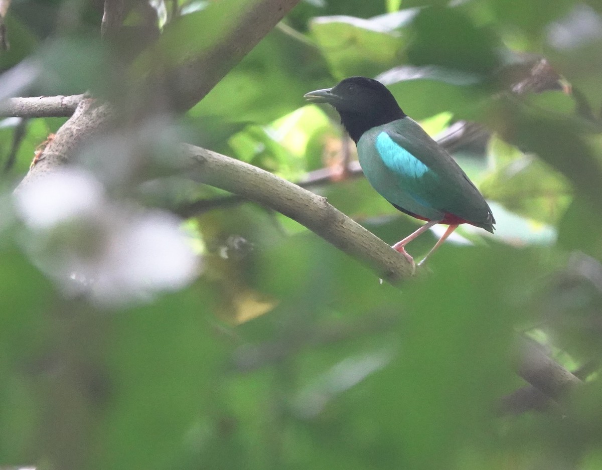 Western Hooded Pitta (Philippine) - ML634002965