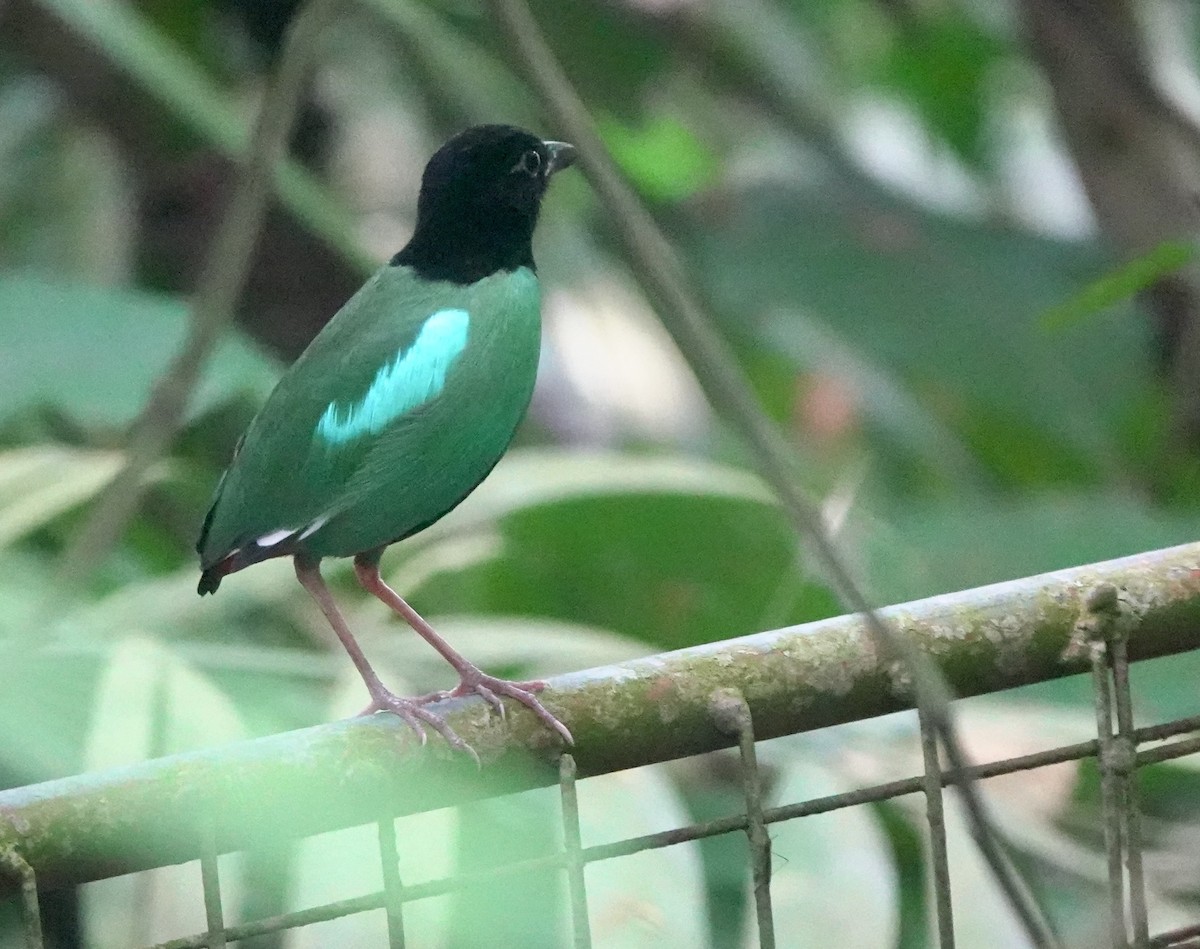 Western Hooded Pitta (Philippine) - ML634002966