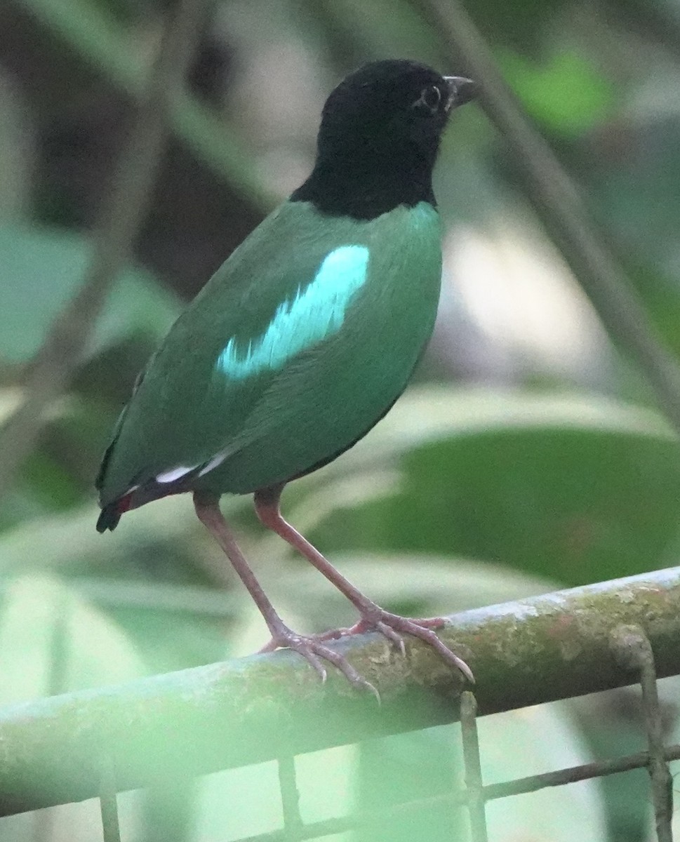 Western Hooded Pitta (Philippine) - ML634002967