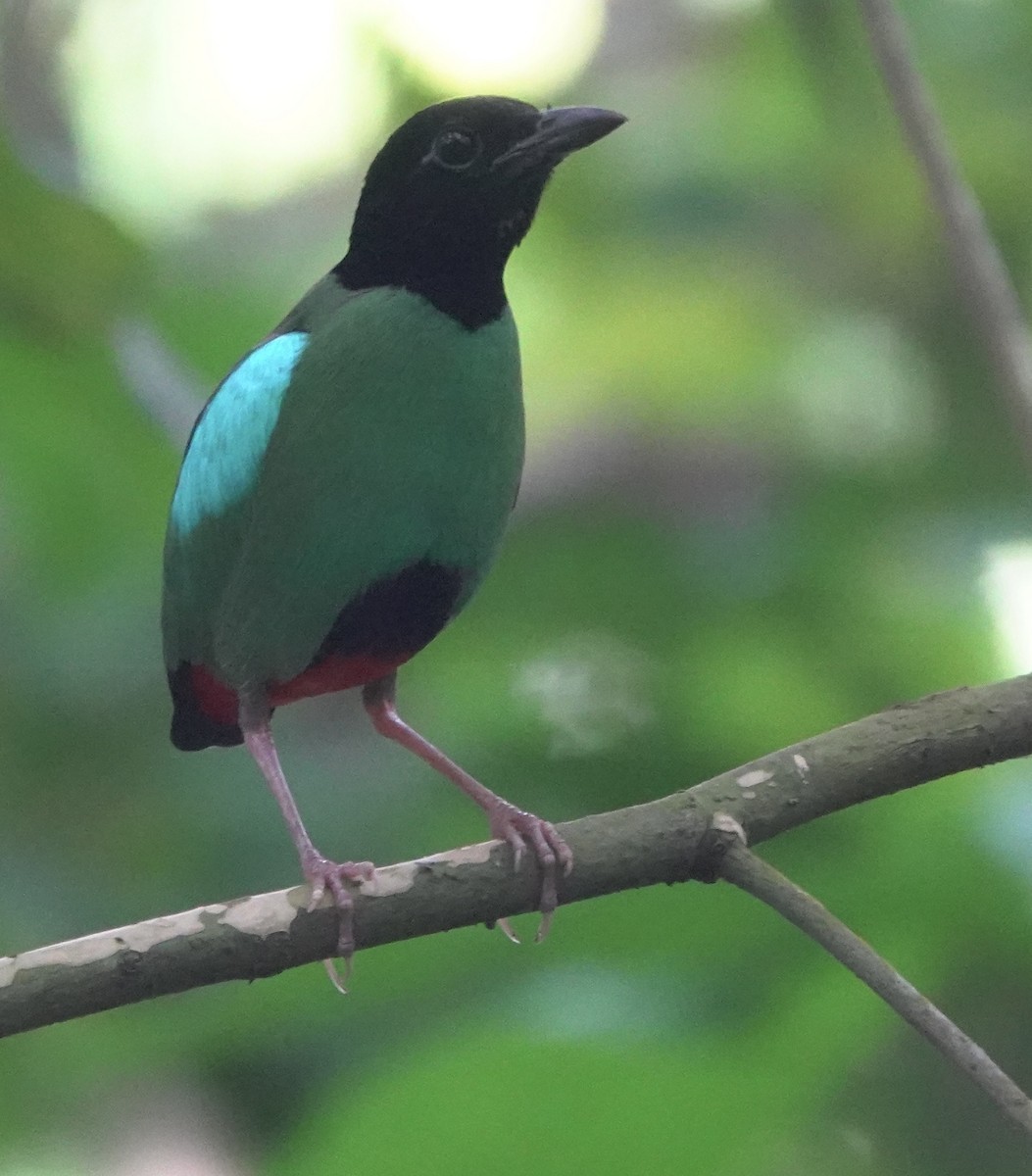 Western Hooded Pitta (Philippine) - ML634002968