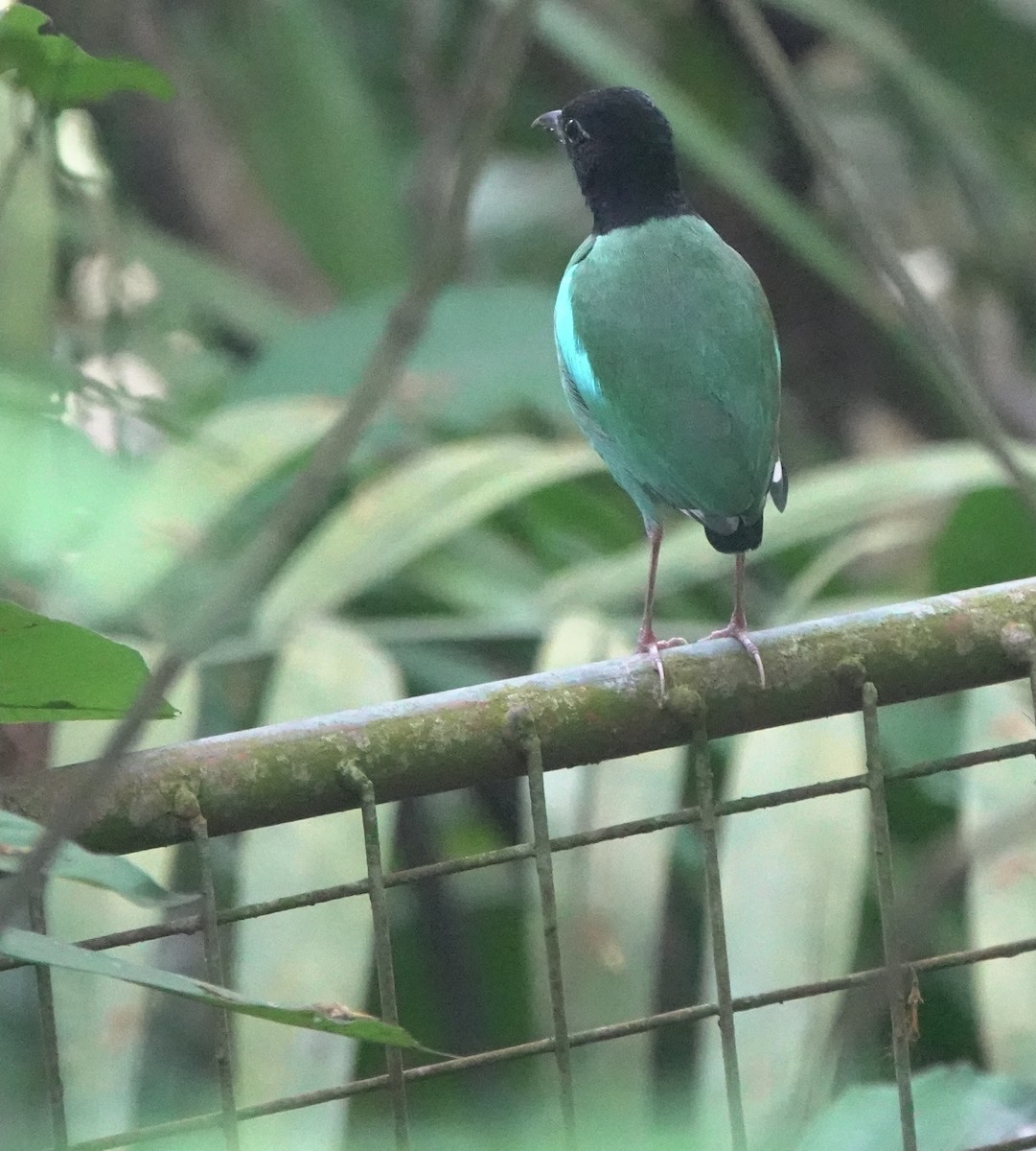Western Hooded Pitta (Philippine) - ML634002969
