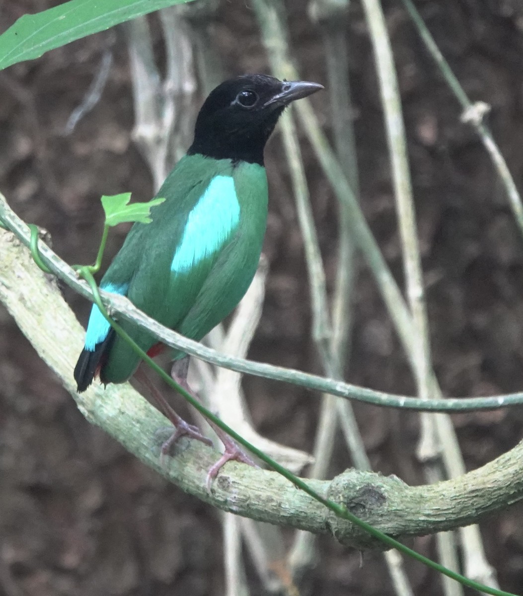 Western Hooded Pitta (Philippine) - ML634002970