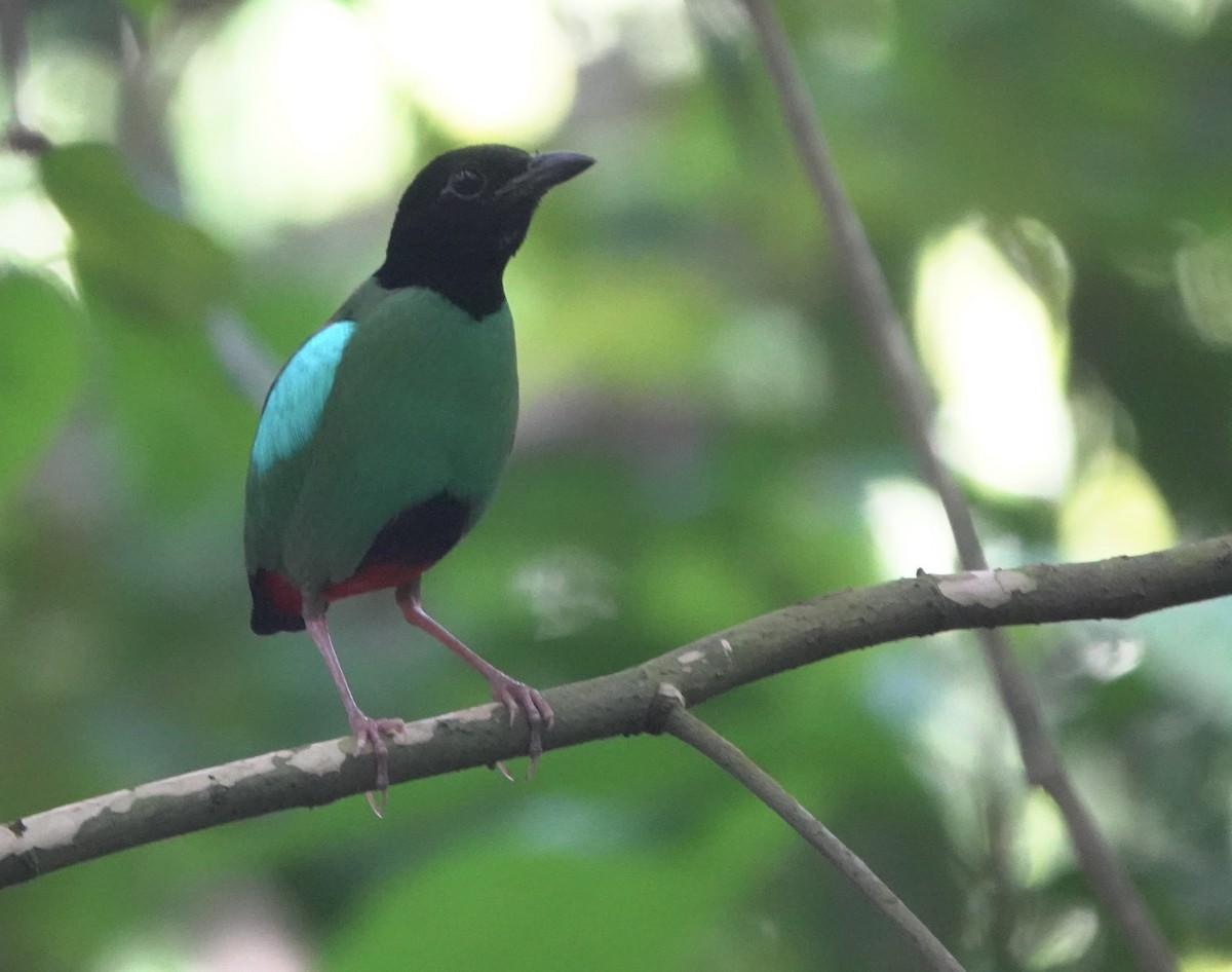 Western Hooded Pitta (Philippine) - ML634002971