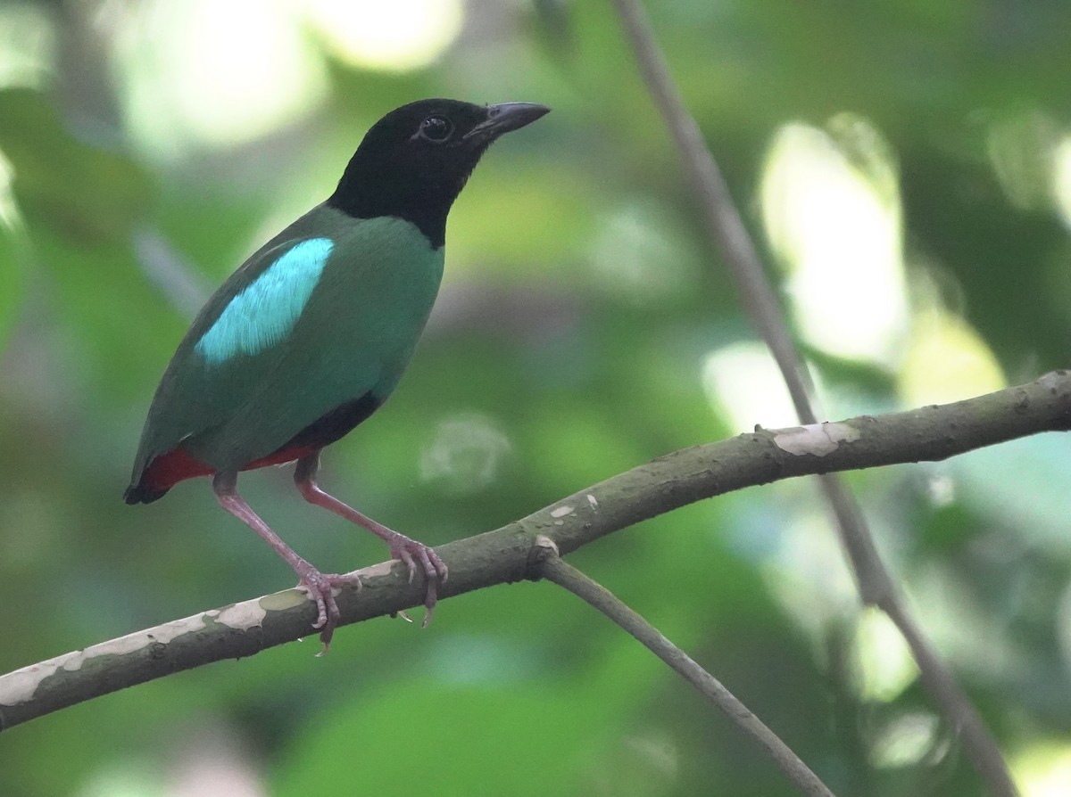 Western Hooded Pitta (Philippine) - ML634002972