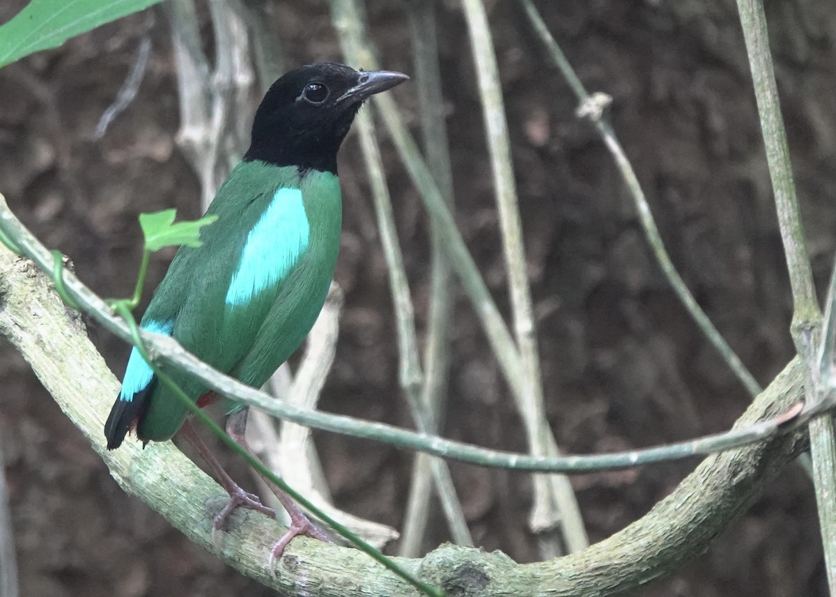 Western Hooded Pitta (Philippine) - ML634002973