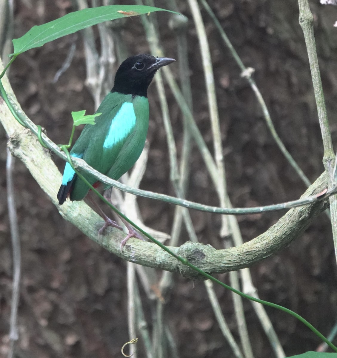 Western Hooded Pitta (Philippine) - ML634002974
