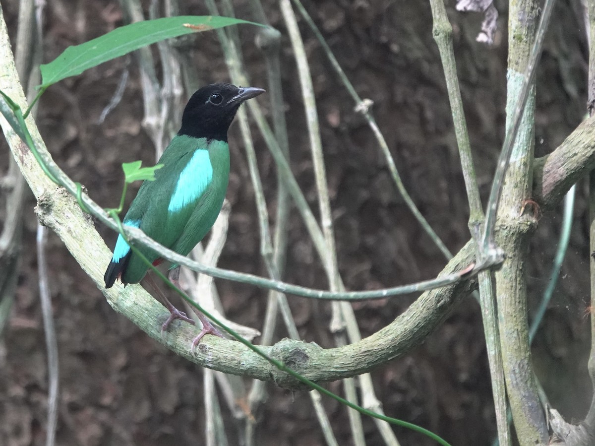 Western Hooded Pitta (Philippine) - ML634002975