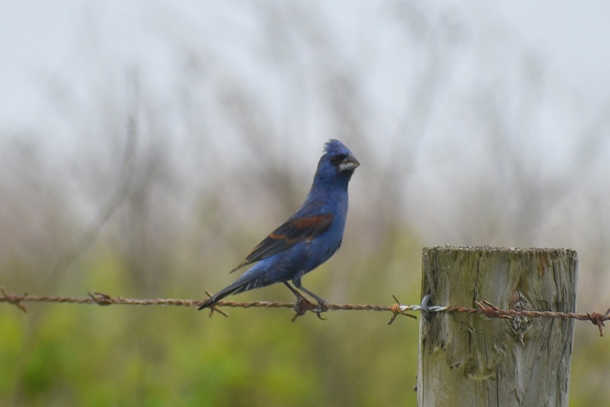 Blue Grosbeak - ML634003079