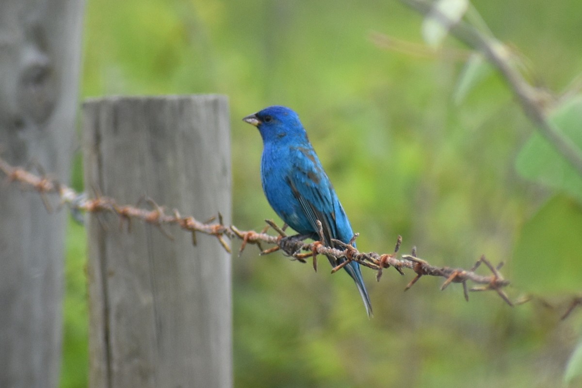 Indigo Bunting - ML634003094
