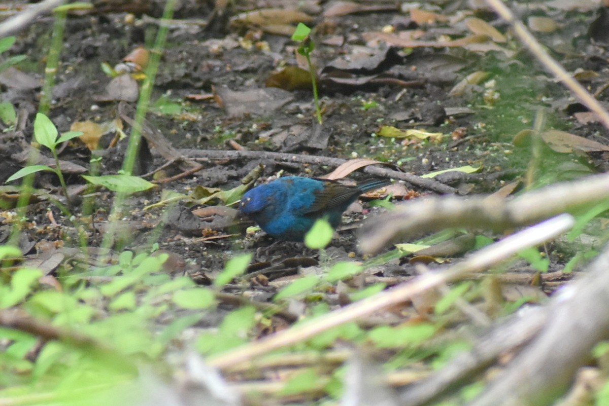 Indigo Bunting - ML634003167