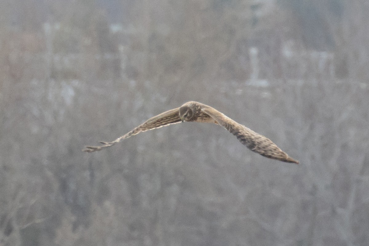 Northern Harrier - ML634003180