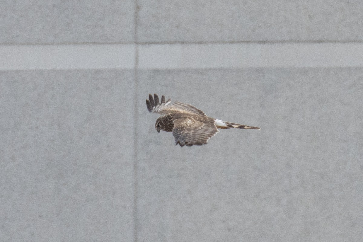 Northern Harrier - ML634003181