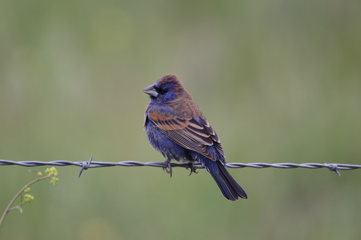 Blue Grosbeak - ML634003194