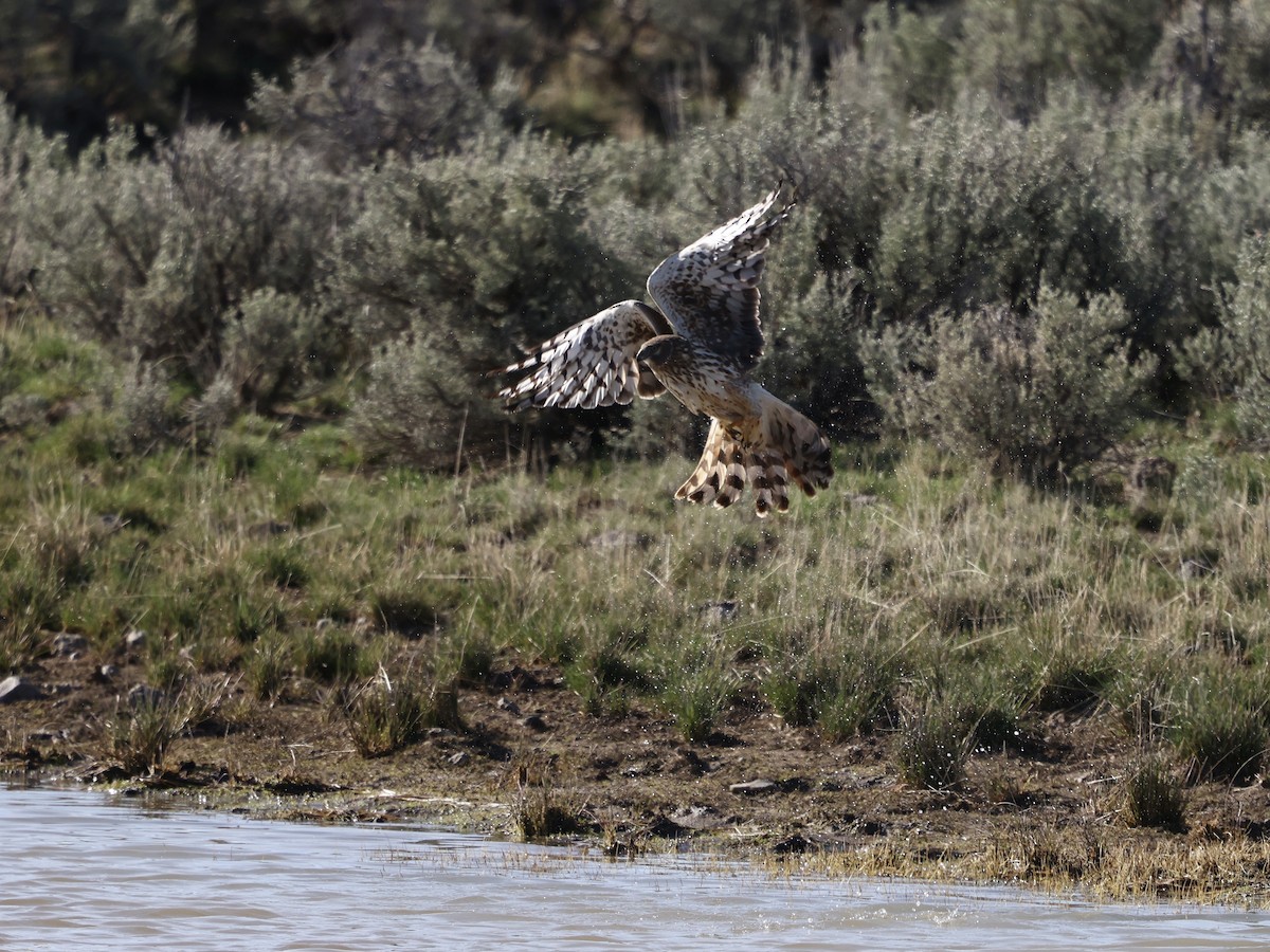 Northern Harrier - ML634003283