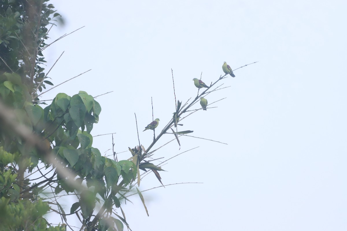 Gray-fronted Green-Pigeon - ML634003342