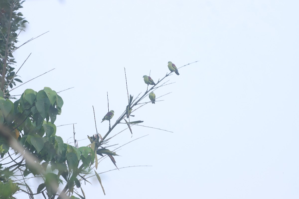 Gray-fronted Green-Pigeon - ML634003343