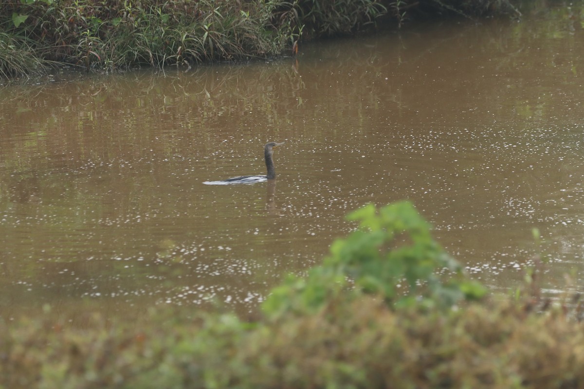 Little Cormorant - ML634003347