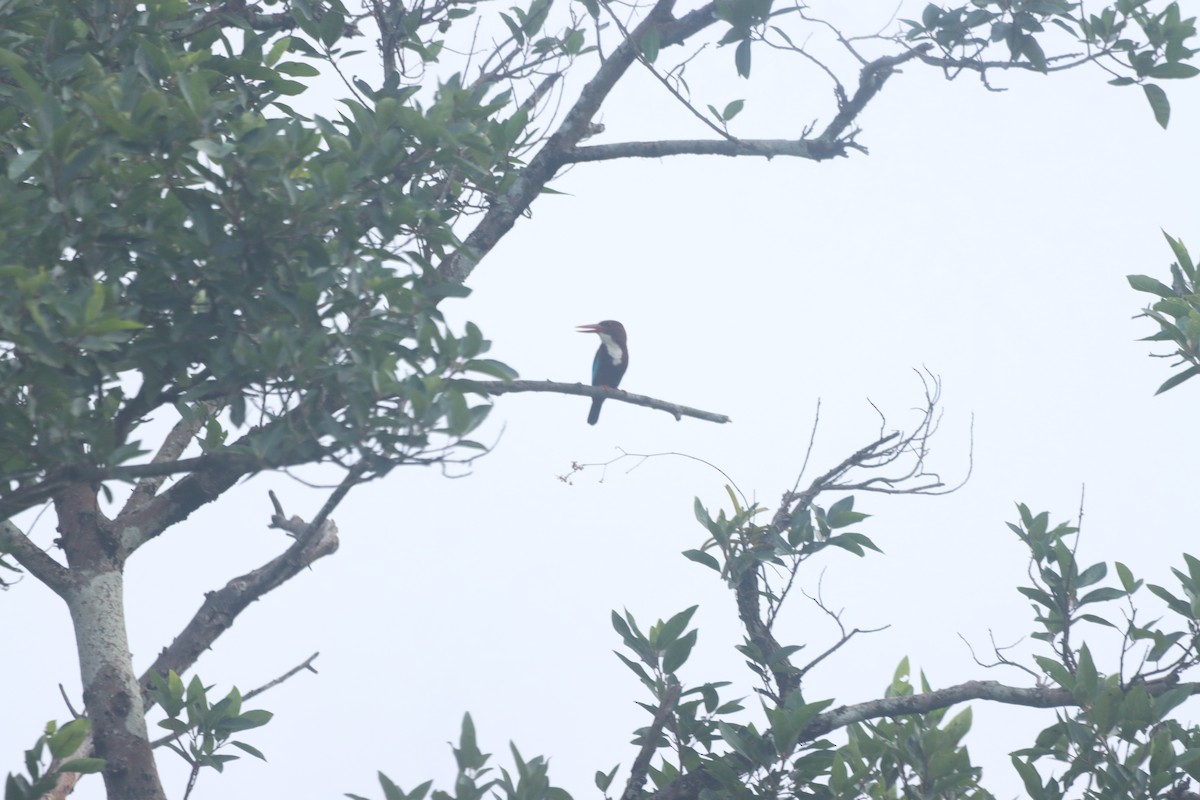 White-throated Kingfisher - ML634003362