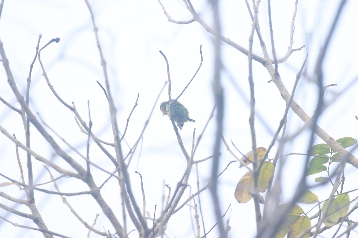 Coppersmith Barbet - ML634003379