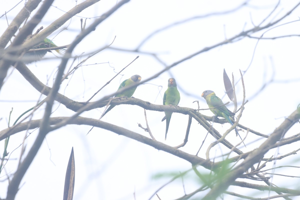 Plum-headed Parakeet - ML634003385